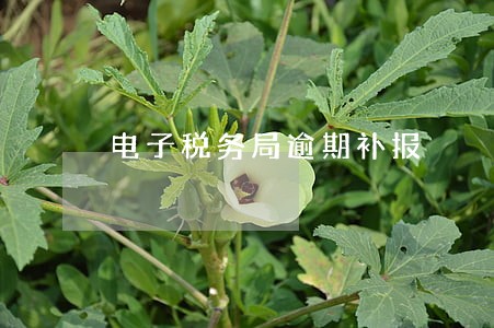 电子税务局逾期补报 电子税务局逾期补报