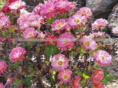 电子转账逾期如何计算 电子转账逾期如何计算