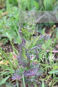 电子银行承兑填写逾期说明 电子银行承兑填写逾期说明