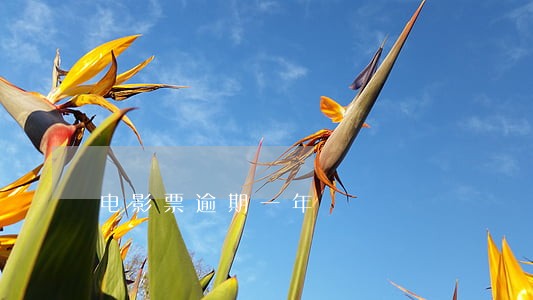 电影票逾期一年 电影票逾期一年