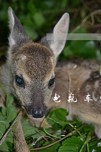 电瓶车定损标准 电瓶车定损标准
