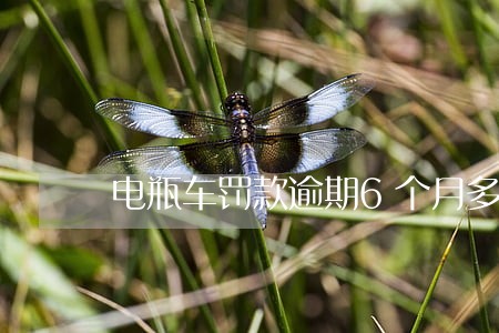 电瓶车罚款逾期6个月多少钱 电瓶车罚款逾期6个月多少钱