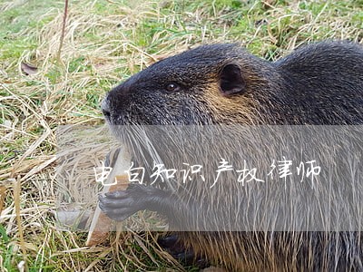 电白知识产权律师 电白知识产权律师