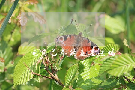 电自己养的鱼违法吗 电自己养的鱼违法吗