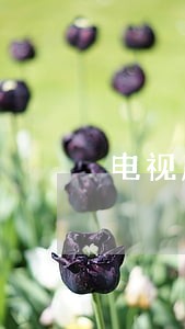 电视剧中与中国法律不符的内容 电视剧中与中国法律不符的内容
