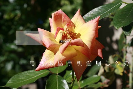 电话卡送手机逾期怎么办 电话卡送手机逾期怎么办
