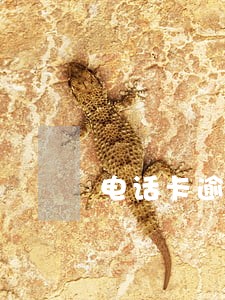 电话卡逾期不销户会怎么样 电话卡逾期不销户会怎么样