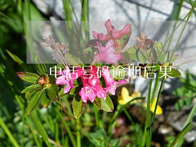 电话号码逾期后果 电话号码逾期后果