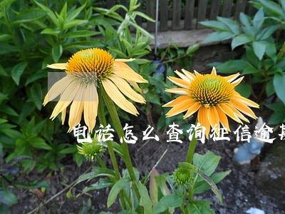 电话怎么查询征信逾期多久到期 电话怎么查询征信逾期多久到期