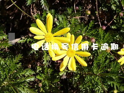 电话换号信用卡逾期