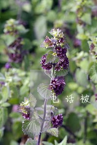 电话被打说朋友有逾期 电话被打说朋友有逾期