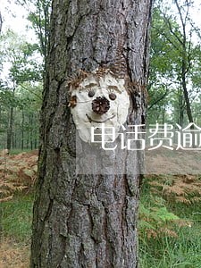 电话费逾期收费 电话费逾期收费