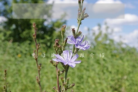电话逾期申报介绍 电话逾期申报介绍