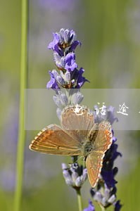 电话逾期还完后电话注销还能用吗 电话逾期还完后电话注销还能用吗