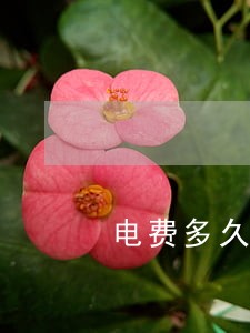 电费多久缴纳算逾期 电费多久缴纳算逾期