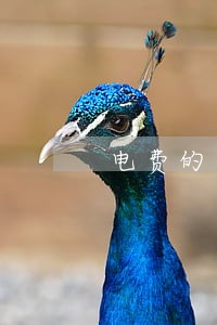 电费的逾期违约金在哪里交 电费的逾期违约金在哪里交