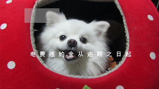 电费违约金从逾期之日起 电费违约金从逾期之日起