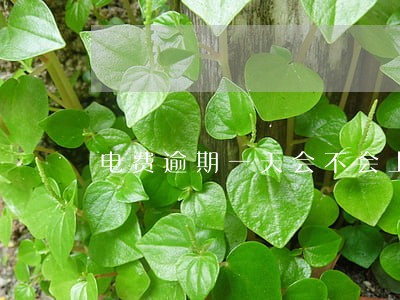 电费逾期一天会不会上征信 电费逾期一天会不会上征信