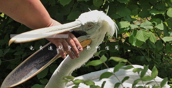 电费逾期多久影响信用 电费逾期多久影响信用