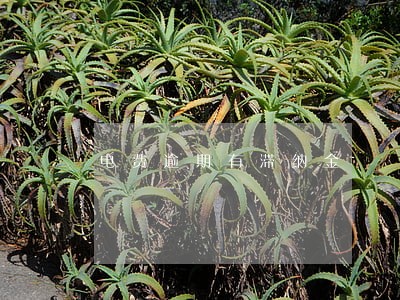 电费逾期有滞纳金 电费逾期有滞纳金