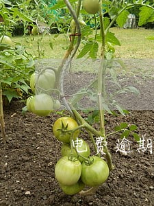 电费逾期未缴纳催费函 电费逾期未缴纳催费函