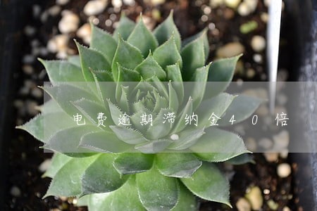 电费逾期滞纳金40倍 电费逾期滞纳金40倍