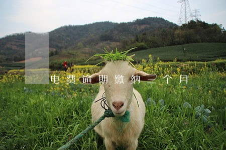 电费逾期缴纳三个月 电费逾期缴纳三个月