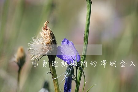 电费逾期缴纳的滞纳金入什么科目 电费逾期缴纳的滞纳金入什么科目