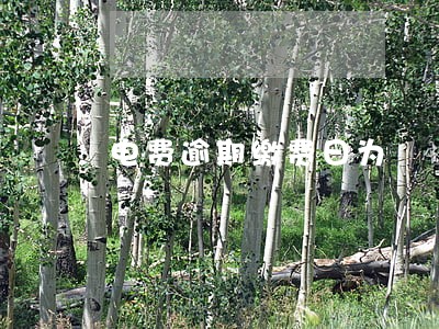 电费逾期缴费日为 电费逾期缴费日为