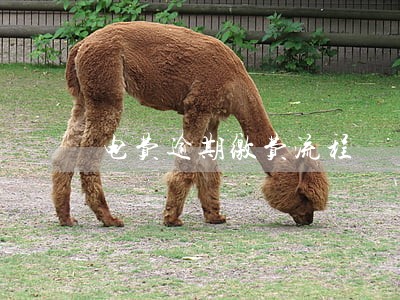 电费逾期缴费流程 电费逾期缴费流程