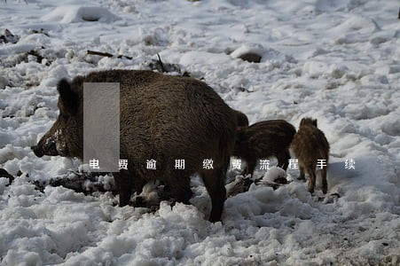 电费逾期缴费流程手续 电费逾期缴费流程手续