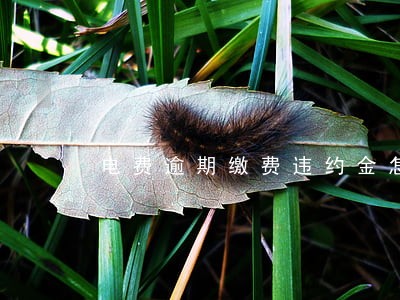 电费逾期缴费违约金怎么算 电费逾期缴费违约金怎么算