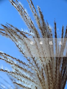 电车违法处理新方式