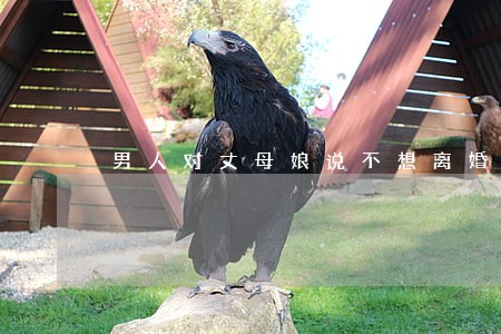 男人对丈母娘说不想离婚 男人对丈母娘说不想离婚