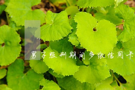 男子服刑期间多张信用卡逾期 男子服刑期间多张信用卡逾期