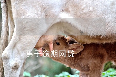 男子逾期网贷 男子逾期网贷