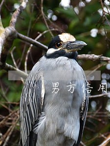 男方信用卡逾期有权查爱人信息 男方信用卡逾期有权查爱人信息