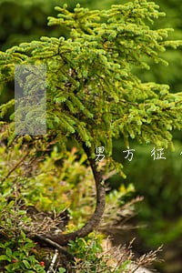 男方征信逾期买房会影响女方嘛 男方征信逾期买房会影响女方嘛
