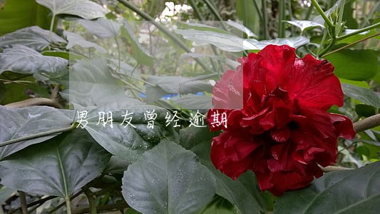 男朋友曾经逾期 男朋友曾经逾期