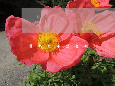 男朋友车贷逾期 男朋友车贷逾期