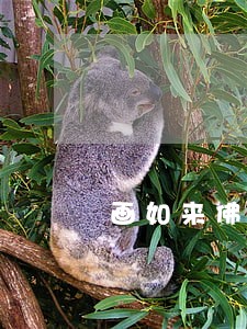 画如来佛违不违法