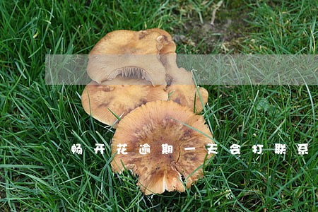 畅开花逾期一天会打联系人电话吗 畅开花逾期一天会打联系人电话吗