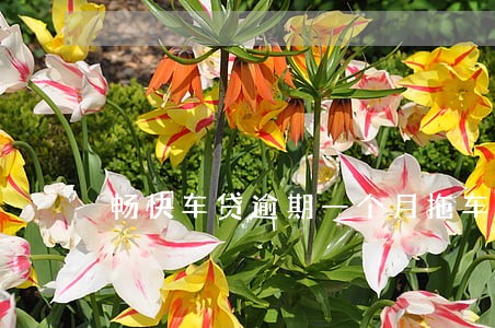 畅快车贷逾期一个月拖车 畅快车贷逾期一个月拖车