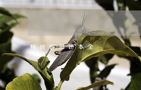 畅快逾期还本金 畅快逾期还本金