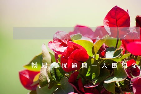 畅易无忧逾期一天违约金多少 畅易无忧逾期一天违约金多少
