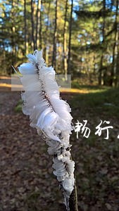 畅行花借款逾期一个月 畅行花借款逾期一个月