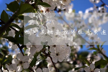 畅行花融资担保服务费逾期一天 畅行花融资担保服务费逾期一天