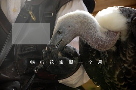 畅行花逾期一个月