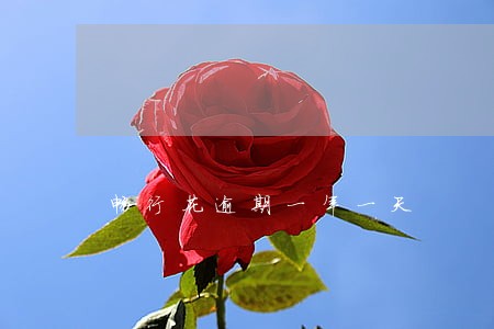 畅行花逾期一年一天 畅行花逾期一年一天