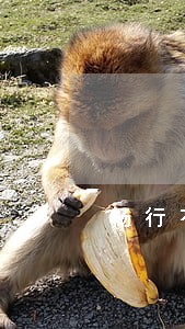 畅行花逾期一年一天多少钱 畅行花逾期一年一天多少钱